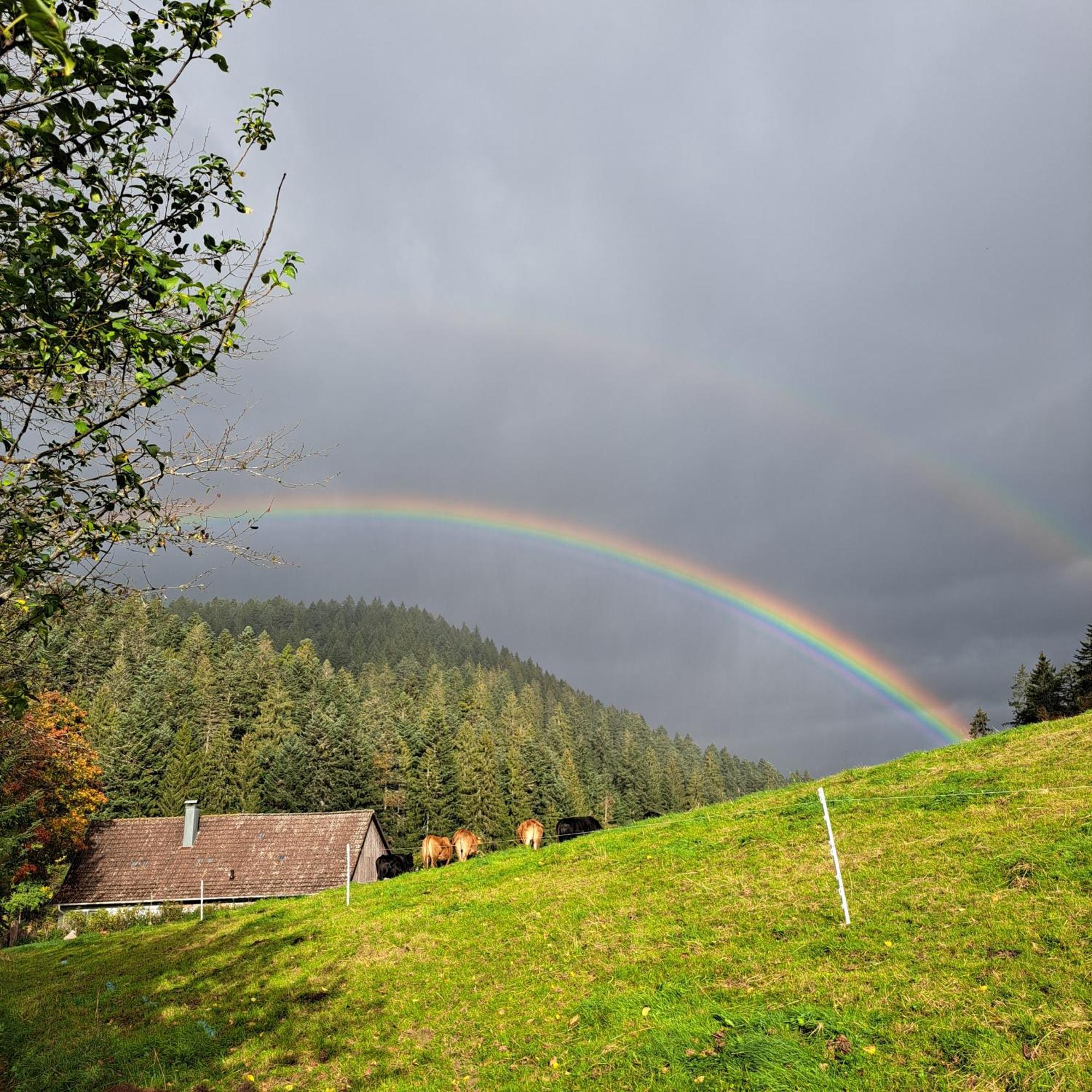 Ferienhaus Schwarzwald Seewald Erzgrube Badesee 100% Natur Εξωτερικό φωτογραφία