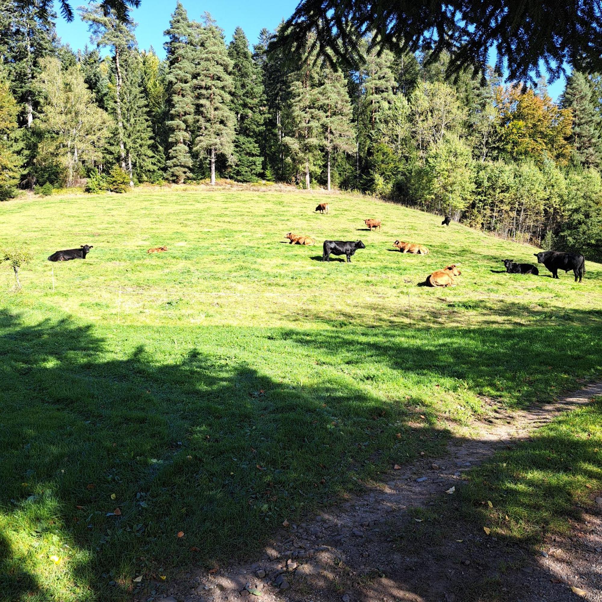 Ferienhaus Schwarzwald Seewald Erzgrube Badesee 100% Natur Εξωτερικό φωτογραφία
